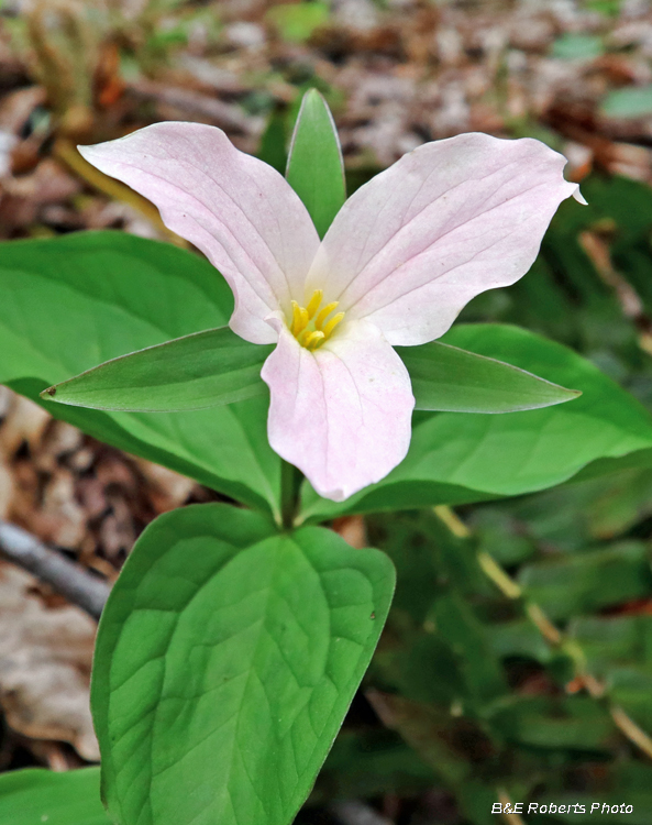 Pink_Trillium_grandiflorum