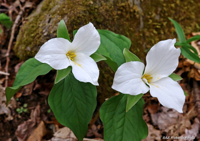 Trillium_grandiflorum_pair