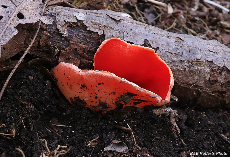 Scarlet_Elfcup