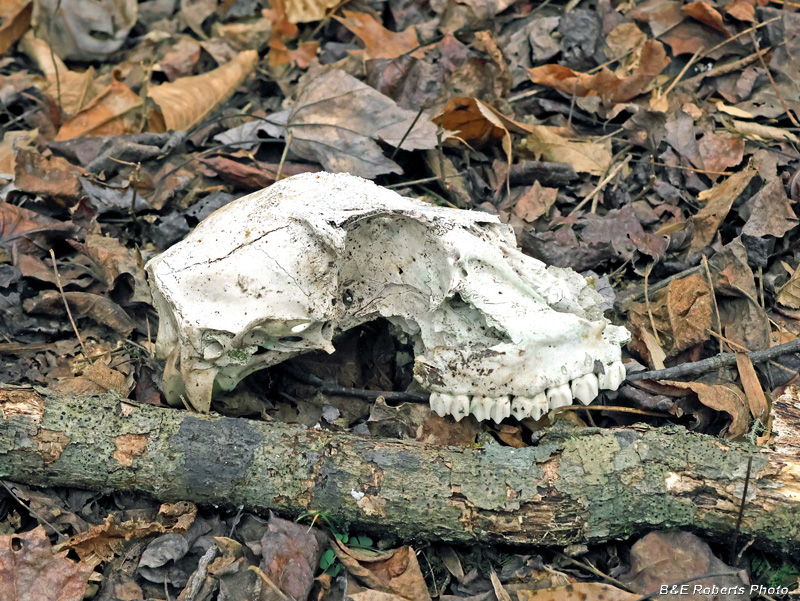 Deer_Skull