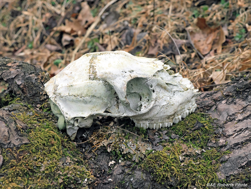 Deer_Skull