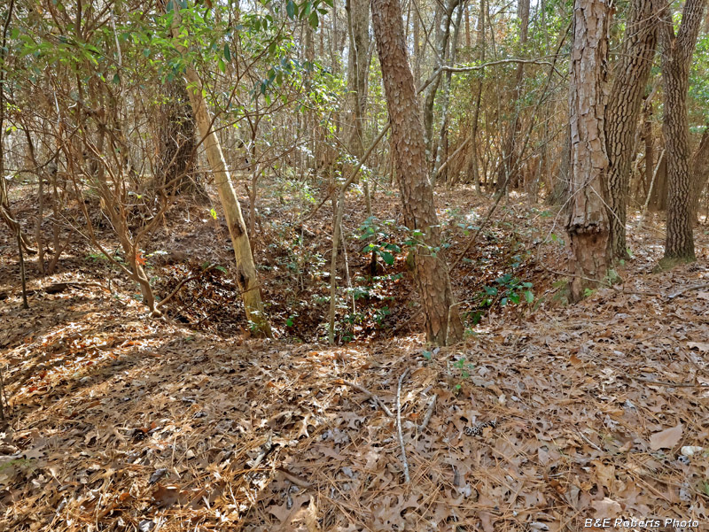 Ridge_Prospect_Pit