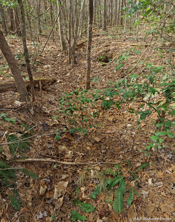 Prospect_trench