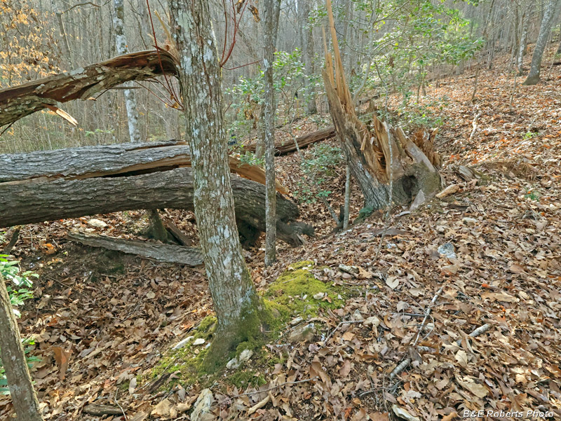 Pit_1