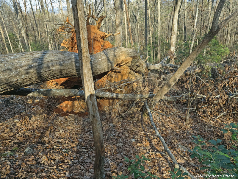 Pit_1_and_deadfall