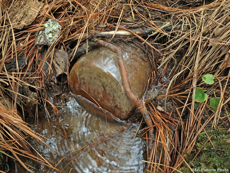 Canning_jar