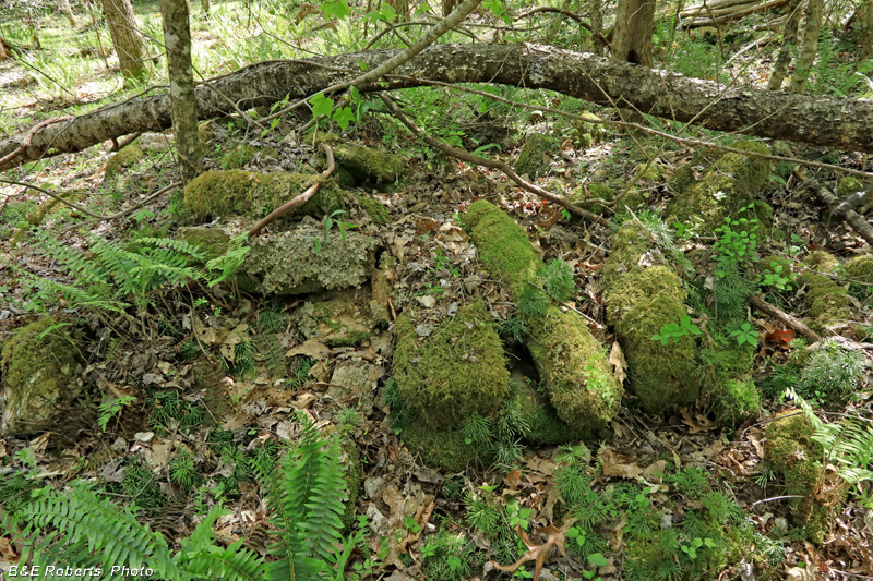 Area_3_Collapsed_chimney