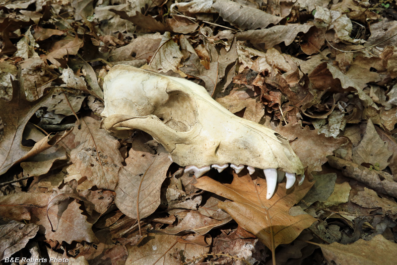 Coyote_skull