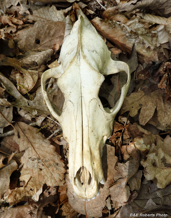 Coyote_skull