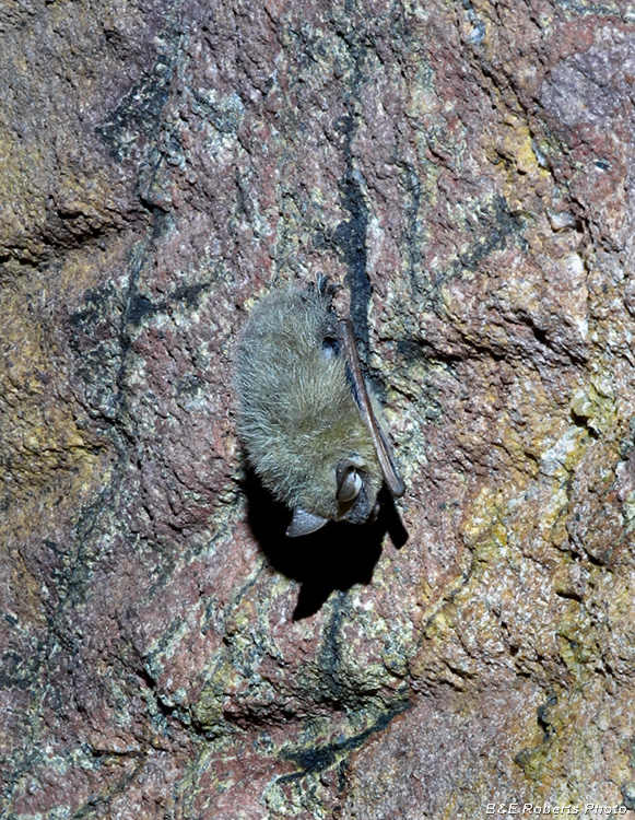 Bat