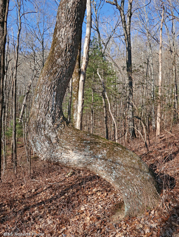 Bent_tree