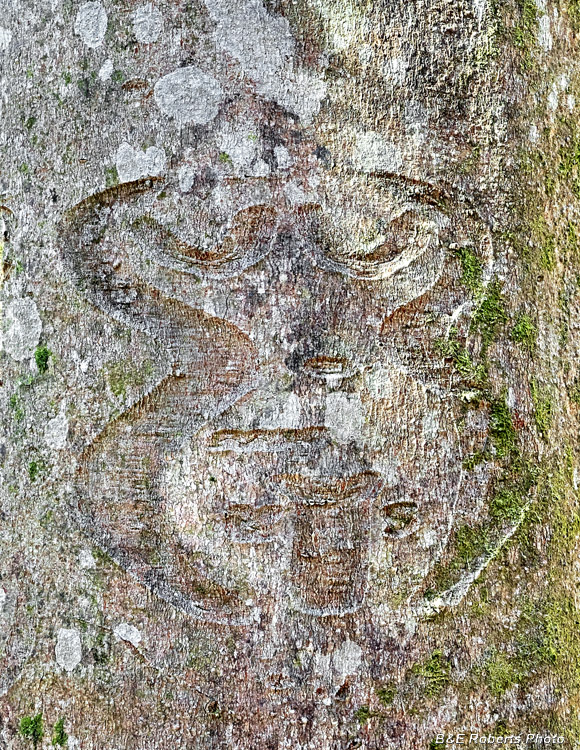 Beech_Carving