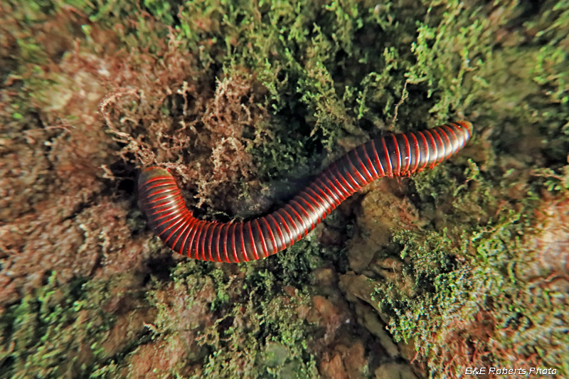 Narceus_americanus-millipede
