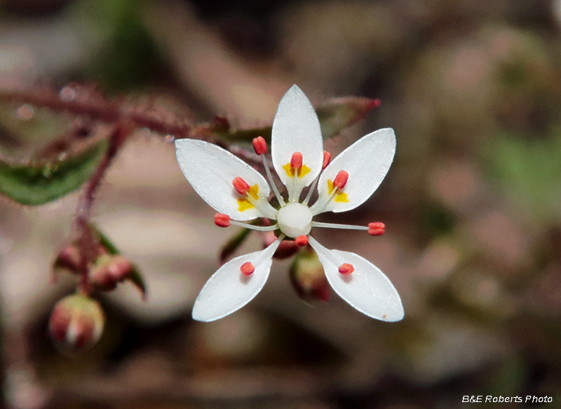 Michaux_Saxifrage