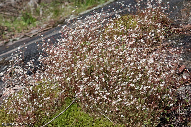 Michaux_Saxifrage