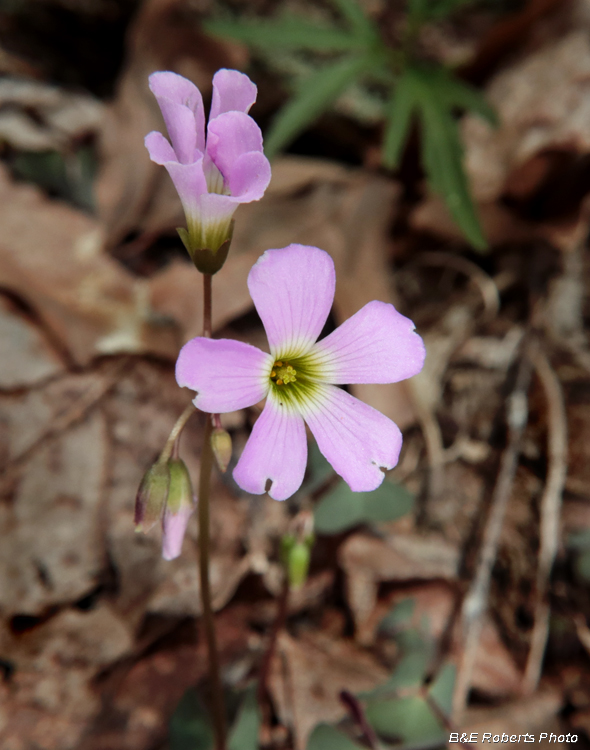 Wood_Sorrel