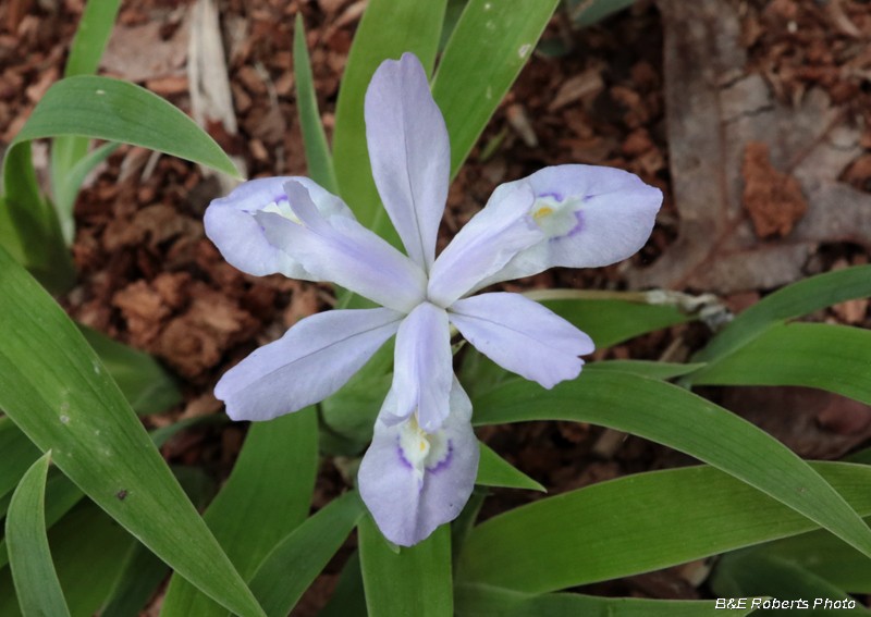 Crested_Iris