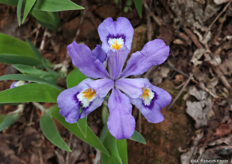 Crested_Iris