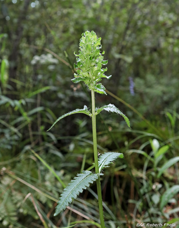 Pedicularis_lanceolata_buds