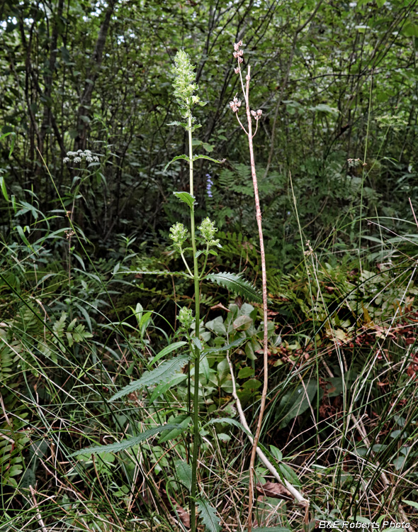 Pedicularis_lanceolata_stalks