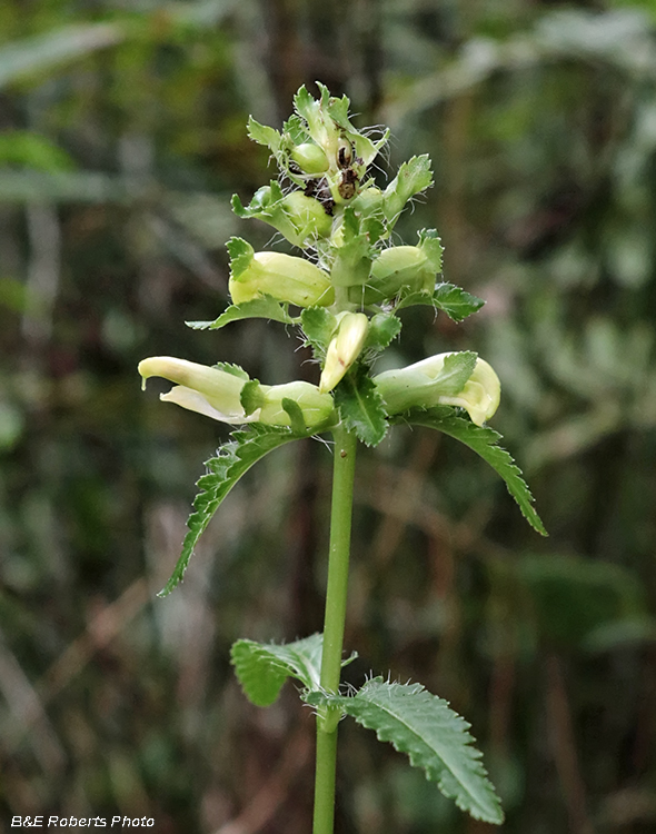 Pedicularis_lanceolata_flowers