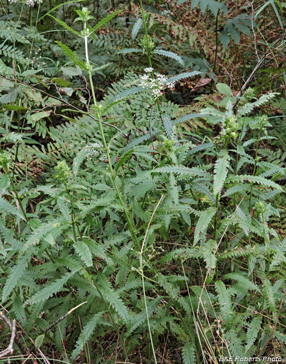 Pedicularis_lanceolata_habitat