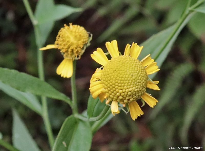 Sneezeweed