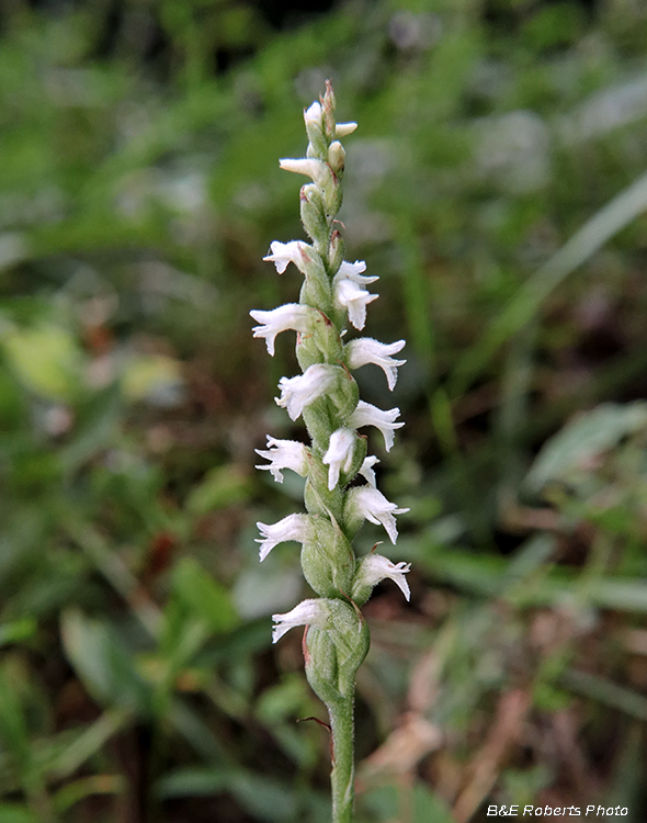 Ladies_Tresses