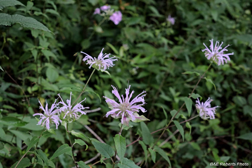 Monarda