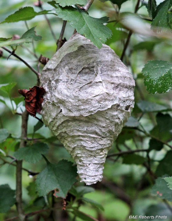 Hornet_Nest