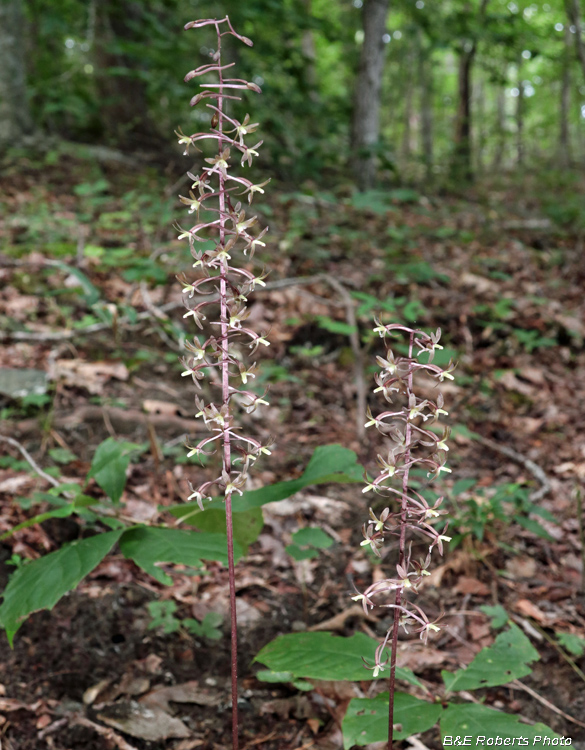 Tipularia_discolor