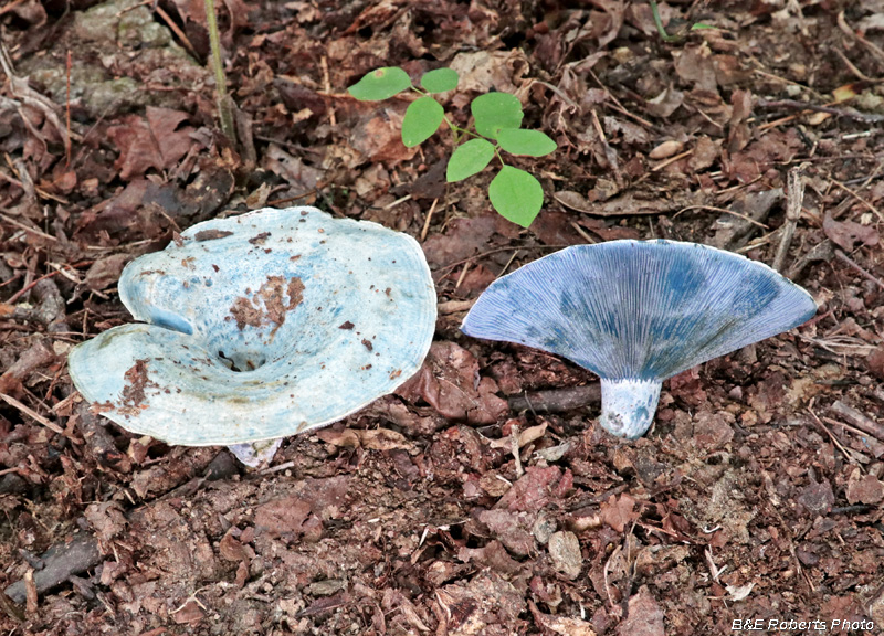 Lactarius_indigo