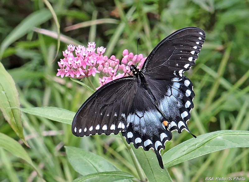 Spicebush_Swallowtail_on_Milkweed