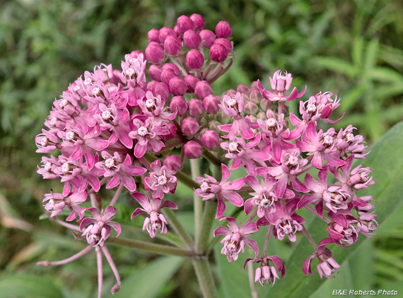 Swamp_Milkweed