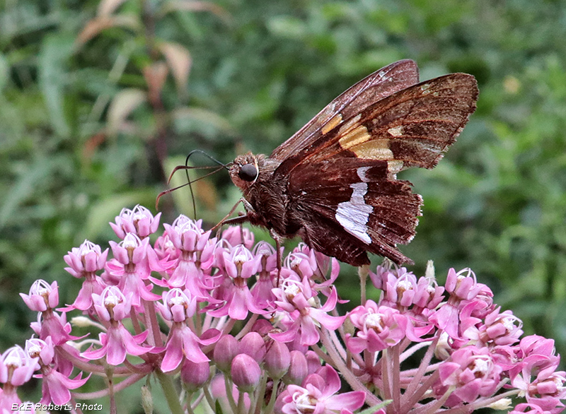 Silver_spotted_Skipper_on_Milkweed