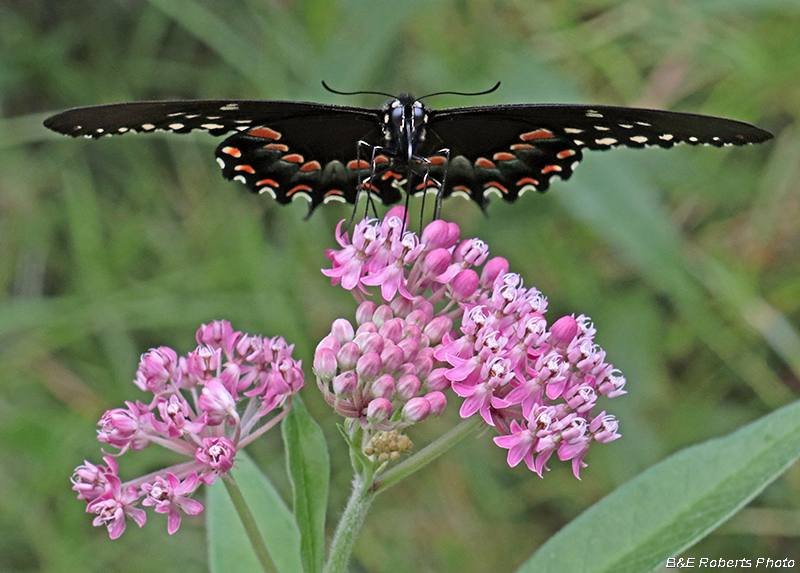 Spicebush_Swallowtail_on_Milkweed