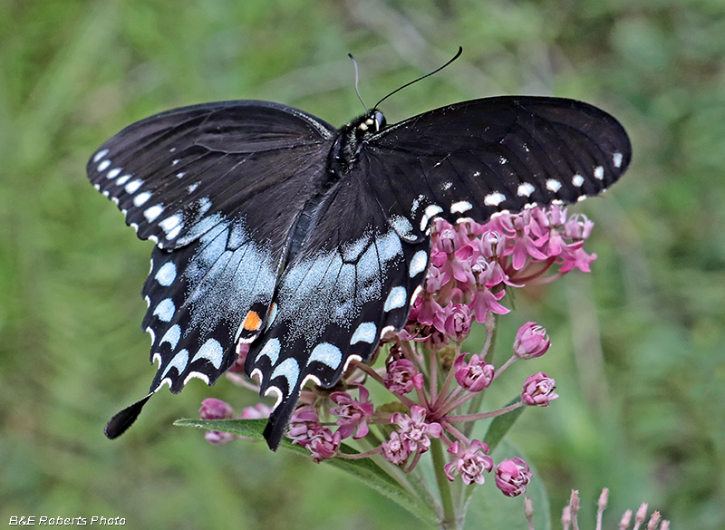 Spicebush_Swallowtail_on_Milkweed