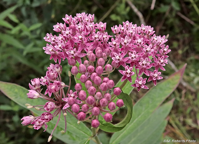 Swamp_Milkweed