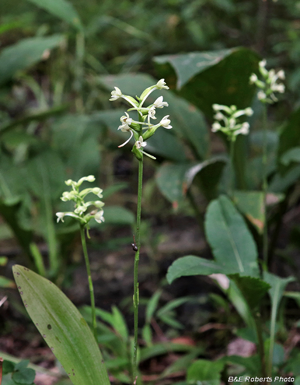 Platanthera_clavellata