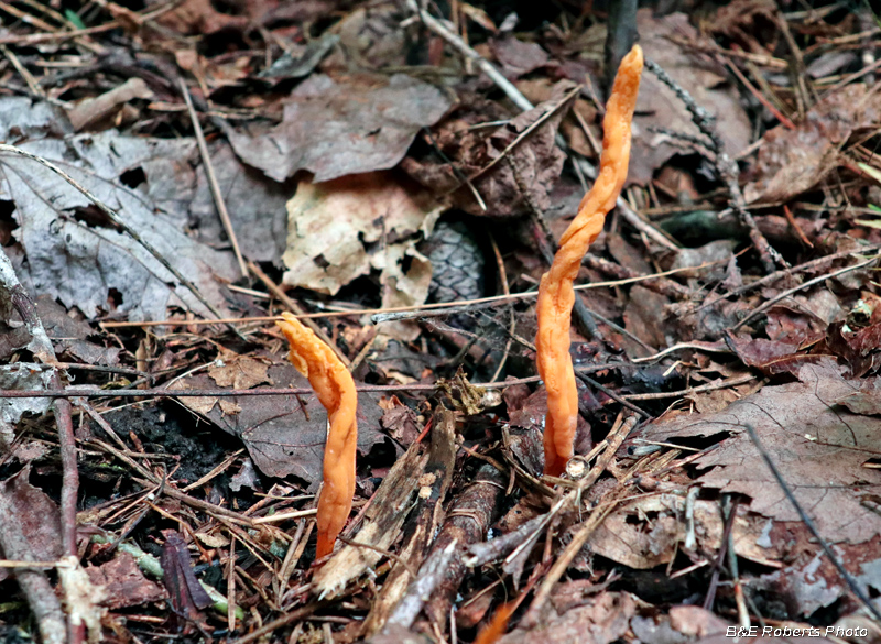 Clavulinopsis