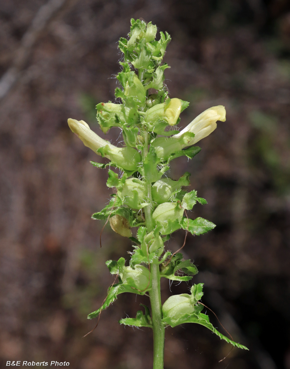 Pedicularis_lanceolata