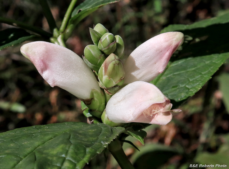 Chelone_glabra