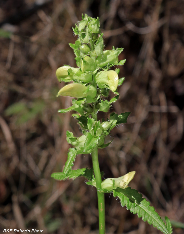 Pedicularis_lanceolata