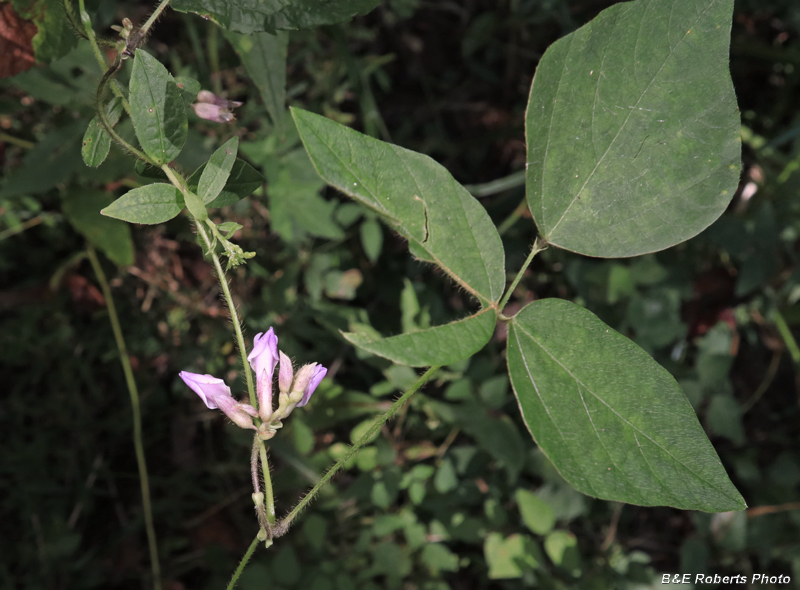 Hog_Peanut