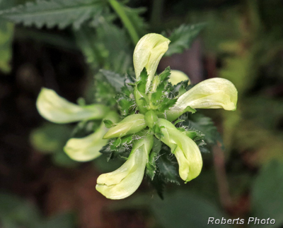 Pedicularis_lanceolata