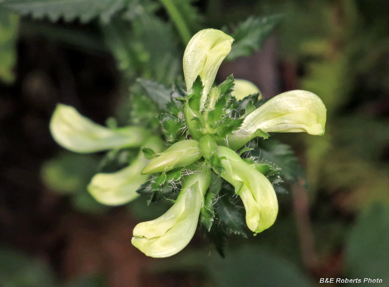 Pedicularis_lanceolata