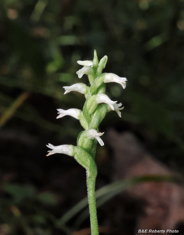 Spiranthes