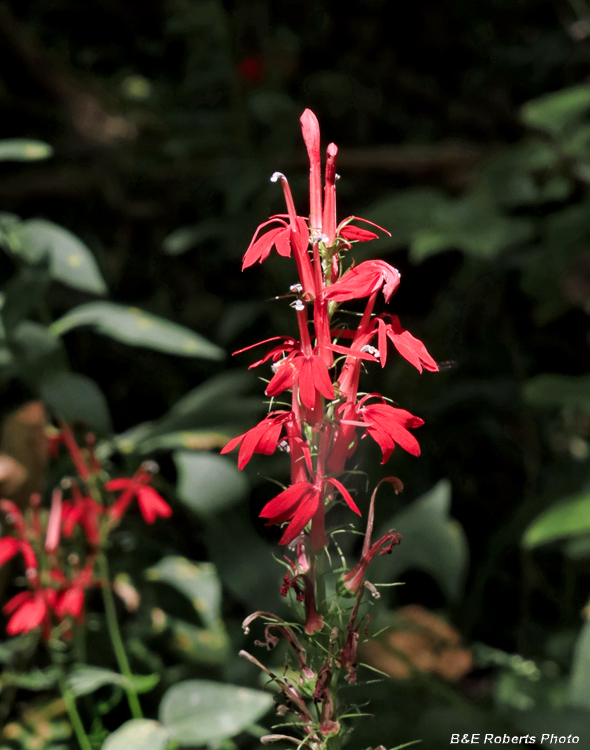 Cardinal_flower
