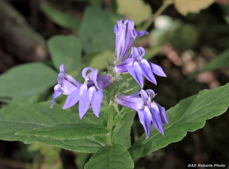 Great_Lobelia