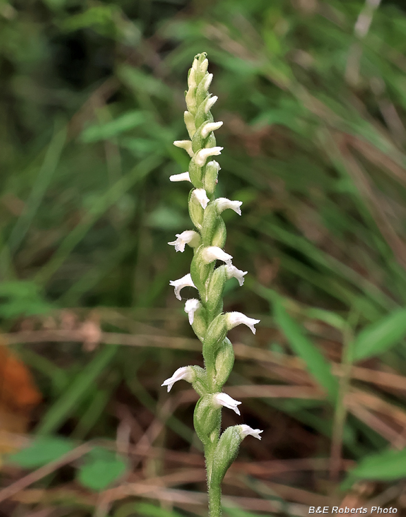 Spiranthes